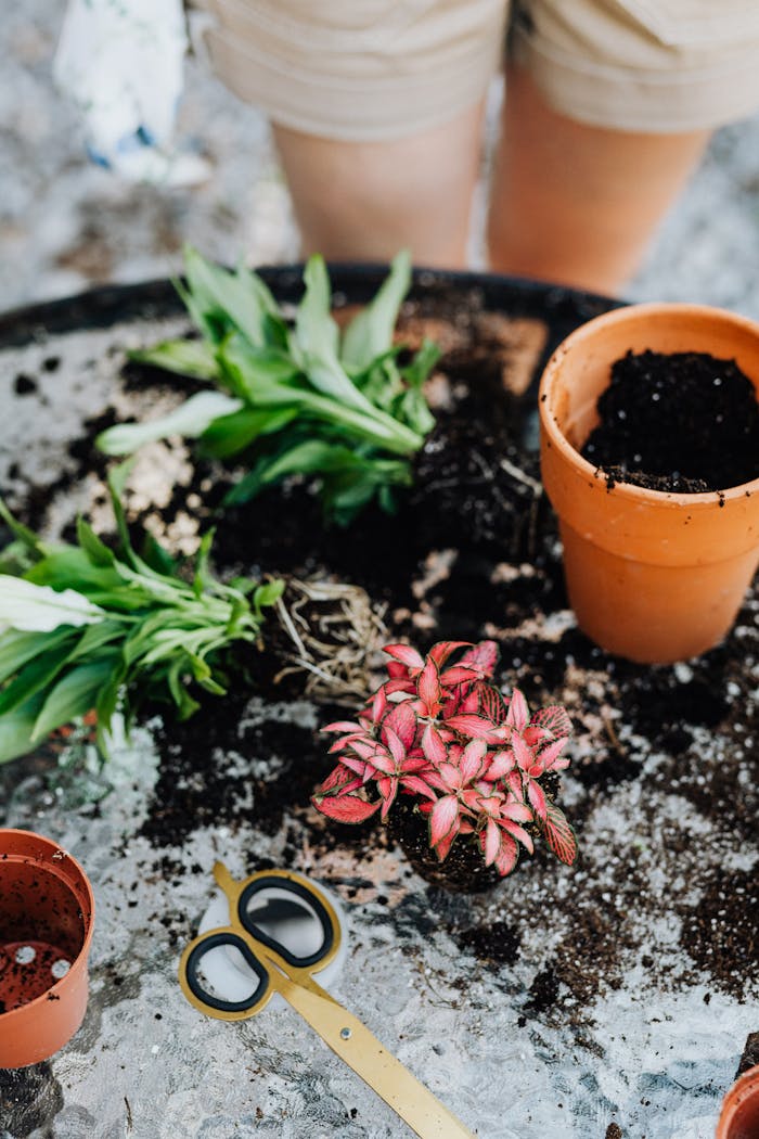 Close-up of gardening tools, plants, and soil preparation on a table.